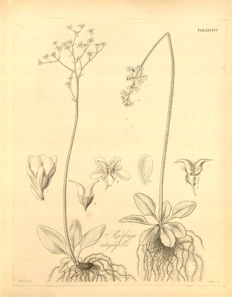 n455_w1150