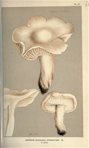 n158_w1150