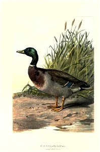 n49_w1150