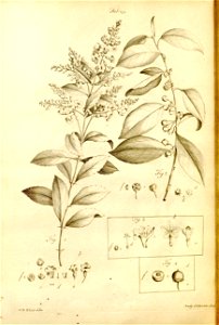 n545_w1150