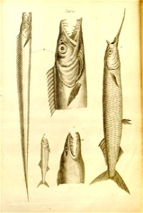 n561_w1150