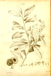 n531_w1150