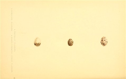 n351_w1150