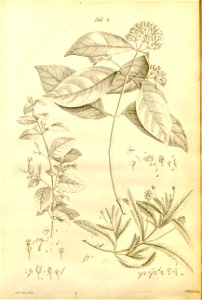 n519_w1150