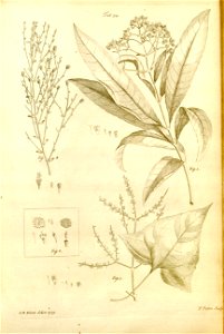 n550_w1150