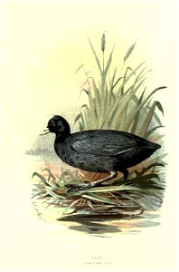 n169_w1150
