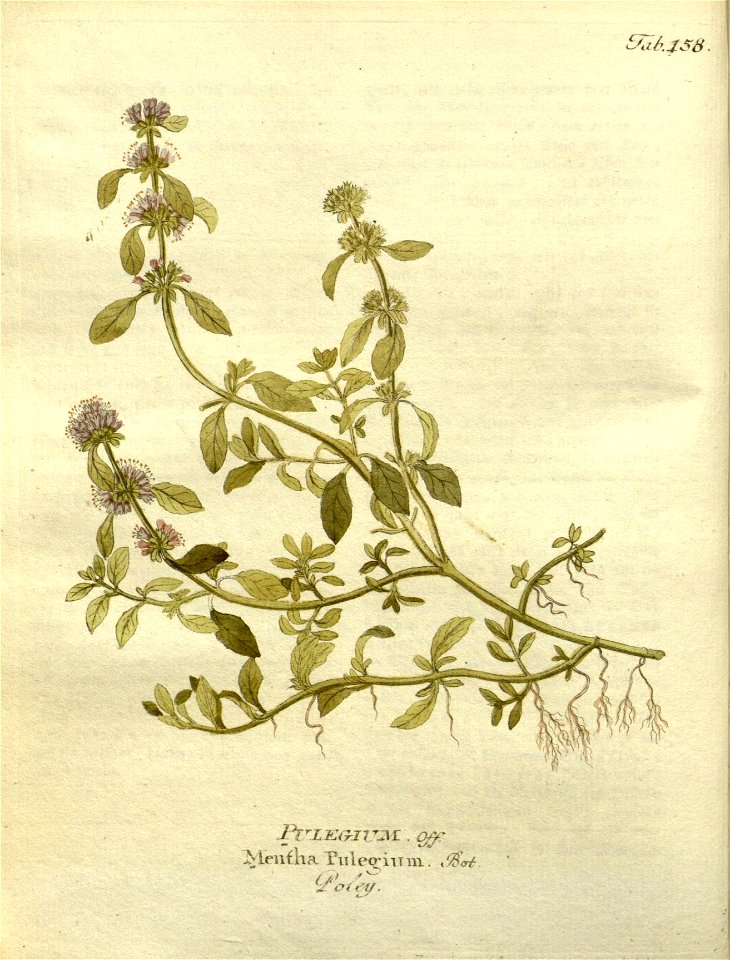 n155_w1150