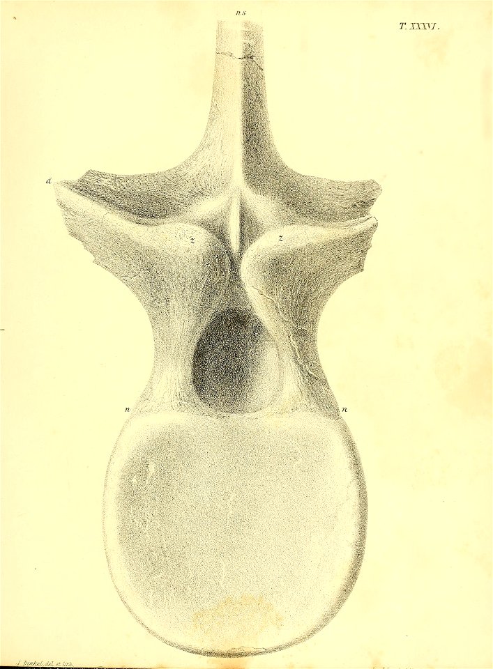 n296_w1150