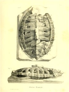 n136_w1150