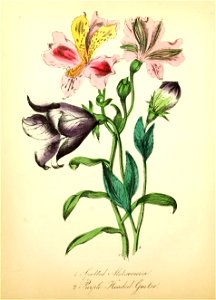 n99_w1150