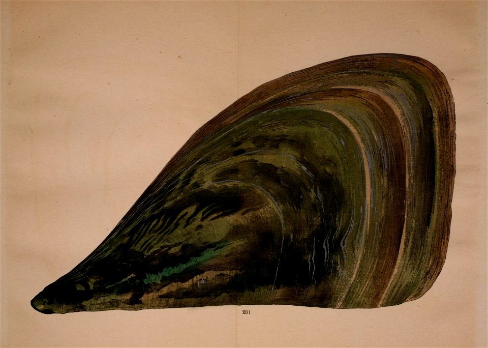 n42_w1150