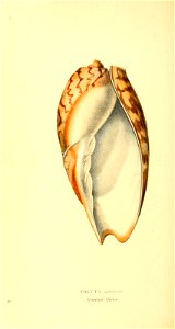 n239_w1150