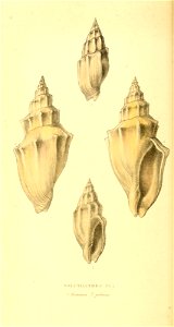 n55_w1150