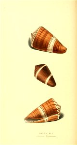 n145_w1150
