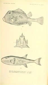 n810_w1150