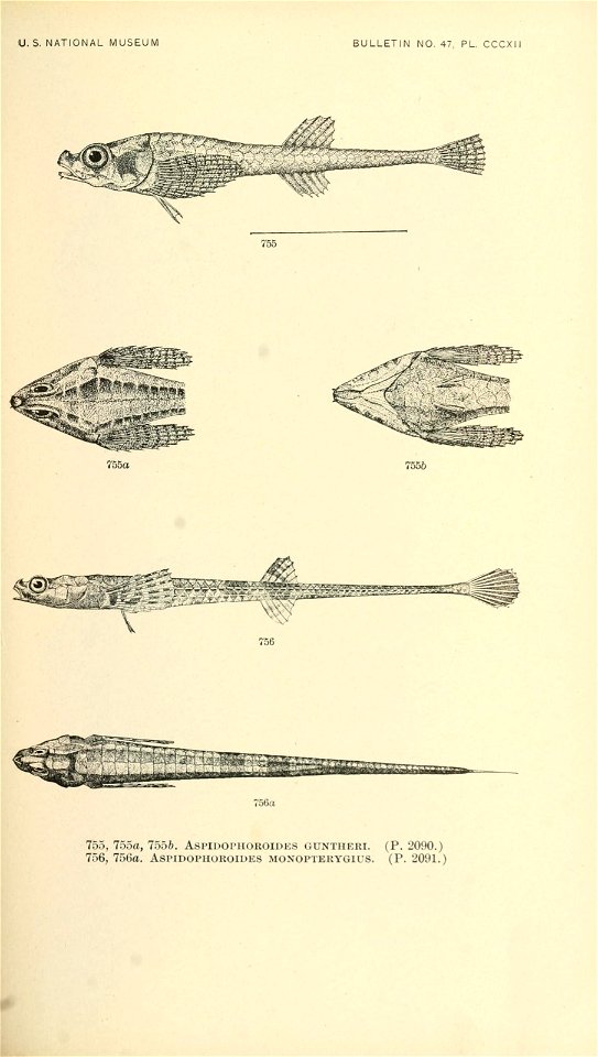 n908_w1150