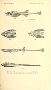n908_w1150