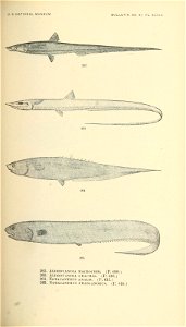 n480_w1150