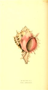 n175_w1150