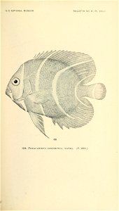 n788_w1150