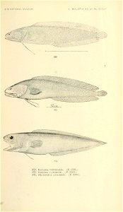 n994_w1150