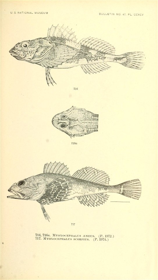 n874_w1150
