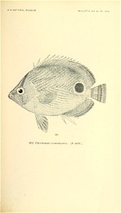 n784_w1150