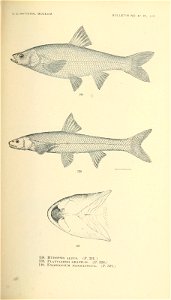 n392_w1150