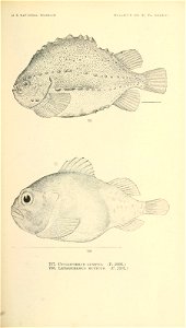 n910_w1150
