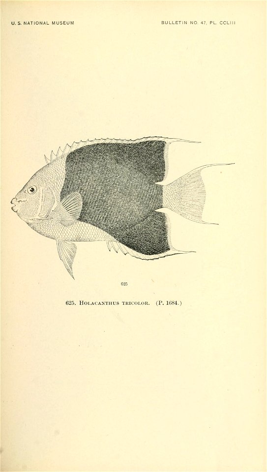 n790_w1150