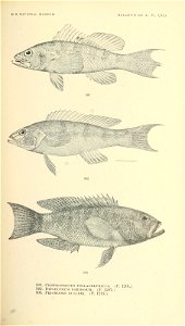 n666_w1150