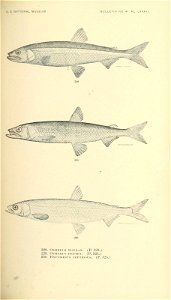 n456_w1150