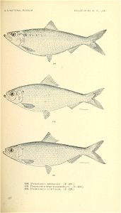 n426_w1150