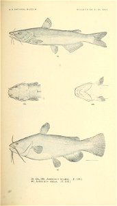 n336_w1150