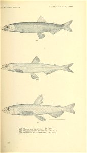 n454_w1150