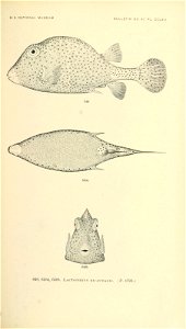 n808_w1150