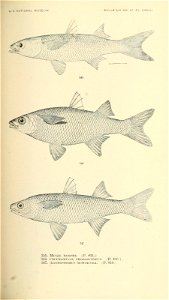 n538_w1150