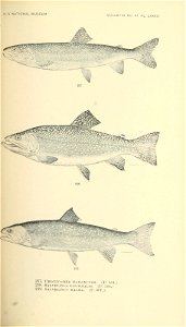 n448_w1150