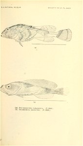 n896_w1150