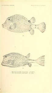 n806_w1150
