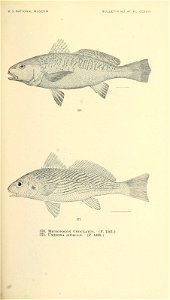 n732_w1150