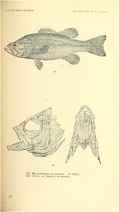 n610_w1150