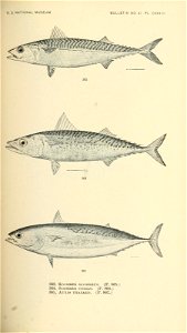 n550_w1150