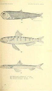 n460_w1150