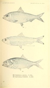 n430_w1150