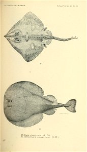 n306_w1150
