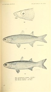 n536_w1150