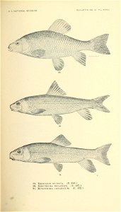 n356_w1150