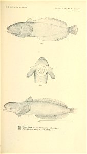 n914_w1150