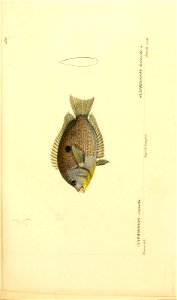 n250_w1150